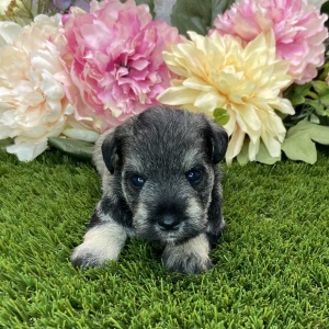 Miniature Schnauzer Puppy Corinna