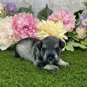 Miniature Schnauzer Puppy Corinna