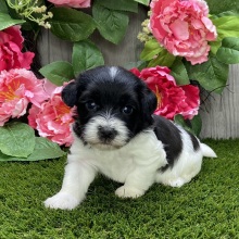 Havanese Puppy Ivan