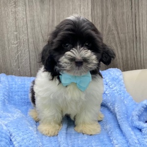 Havanese Puppy Ivan