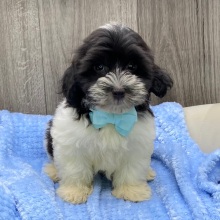 Havanese Puppy Ivan