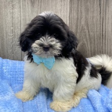 Havanese Puppy Ivan