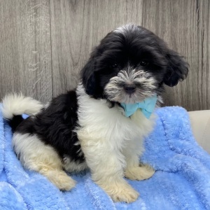 Havanese Puppy Ivan