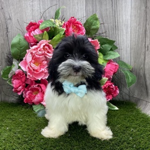 Havanese Puppy Ivan