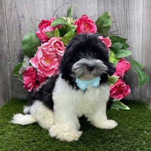 Havanese Puppy Ivan