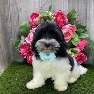Havanese Puppy Ivan