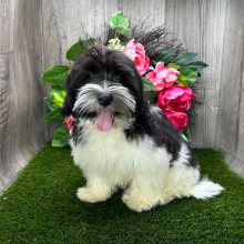 Havanese Puppy Ivan