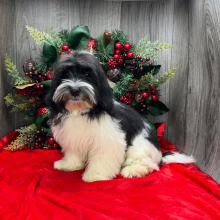 Havanese Puppy Ivan