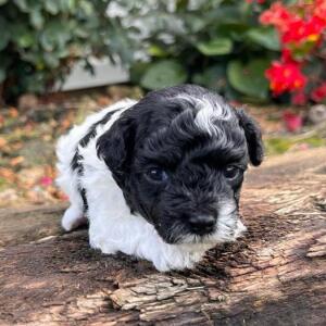 Maltipoo Puppy Miles