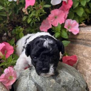 Maltipoo Puppy Miles