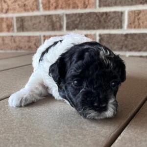 Maltipoo Puppy Miles