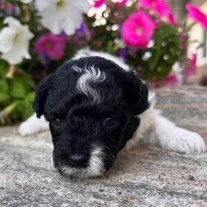 Maltipoo Puppy Miles