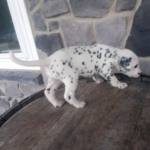 Dalmatian Puppy Lexy
