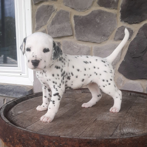 Dalmatian Puppy Lexy