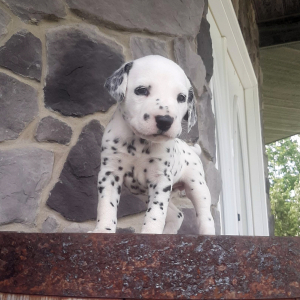 Dalmatian Puppy Lexy