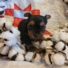 Yorkshire Terrier Puppy Walter