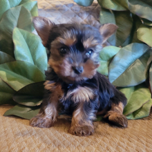 Yorkshire Terrier Puppy Walter