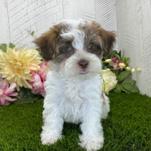 Havapoo Puppy Beckham