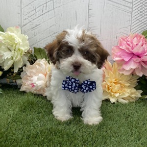 Havapoo Puppy Beckham