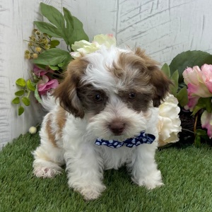 Havapoo Puppy Beckham