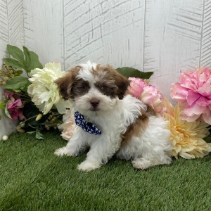 Havapoo Puppy Beckham