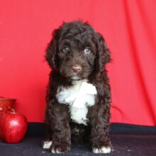 Portuguese Water Dog Puppy Ian
