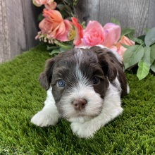 Havanese Puppy Flynn