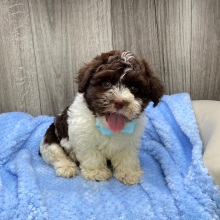 Havanese Puppy Flynn