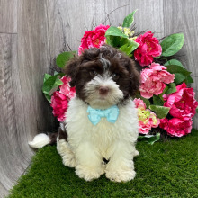Havanese Puppy Flynn