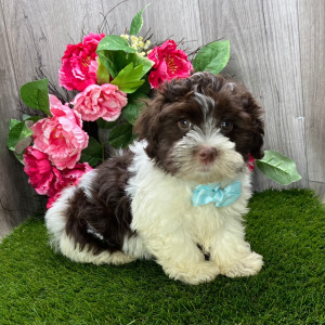 Havanese Puppy Flynn