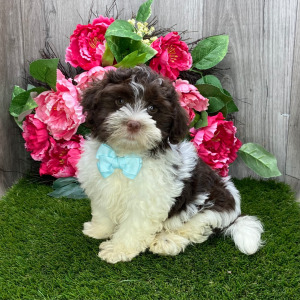Havanese Puppy Flynn