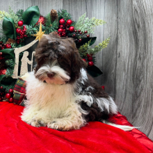 Havanese Puppy Flynn