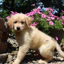 Golden Retriever Puppy Sarge