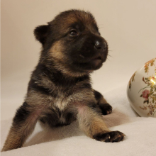 German Shepherd Dog Puppy Caramel