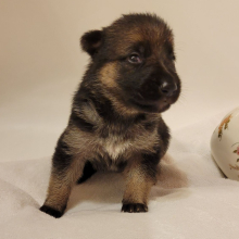 German Shepherd Dog Puppy Caramel