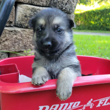 German Shepherd Dog Puppy Caramel