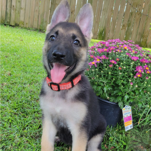 German Shepherd Dog Puppy Caramel