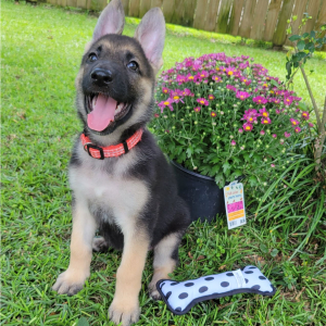 German Shepherd Dog Puppy Caramel