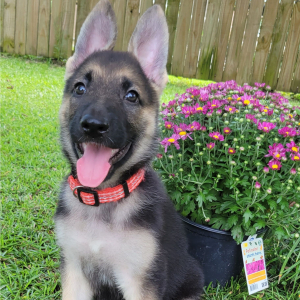German Shepherd Dog Puppy Caramel