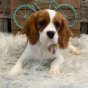 Cavalier King Charles Spaniel Puppy Honey