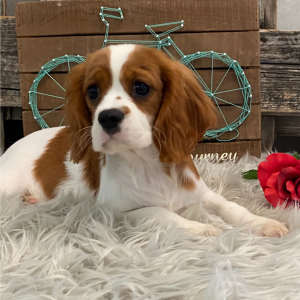 Cavalier King Charles Spaniel Puppy Honey