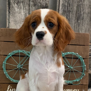 Cavalier King Charles Spaniel Puppy Honey