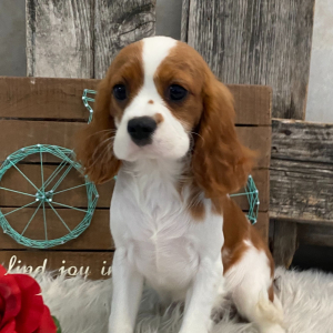 Cavalier King Charles Spaniel Puppy Honey