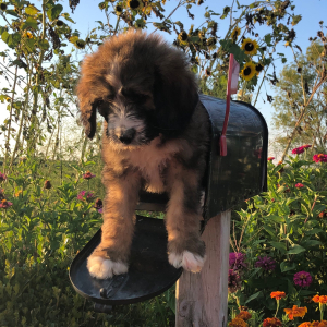 Bernedoodle Puppy Tessah