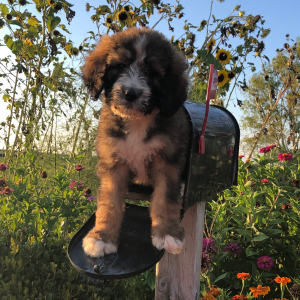 Bernedoodle Puppy Tessah