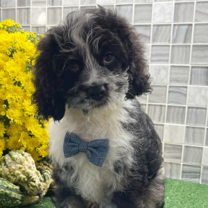 Cockapoo Puppy Xadrian