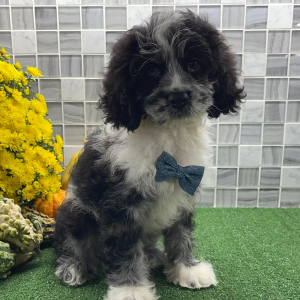 Cockapoo Puppy Xadrian