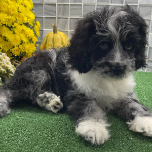 Cockapoo Puppy Xadrian
