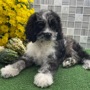 Cockapoo Puppy Xadrian
