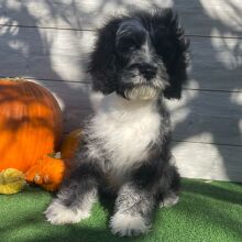 Cockapoo Puppy Xadrian